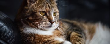 mon chat ne mange plus pourquoi