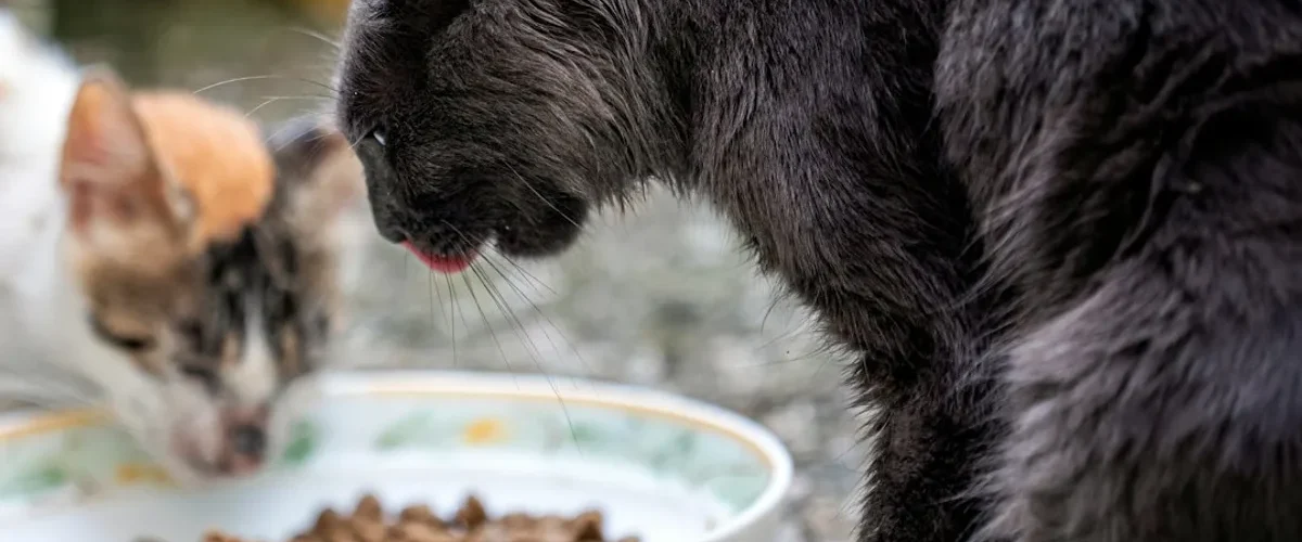 mon chat ne mange plus pourquoi