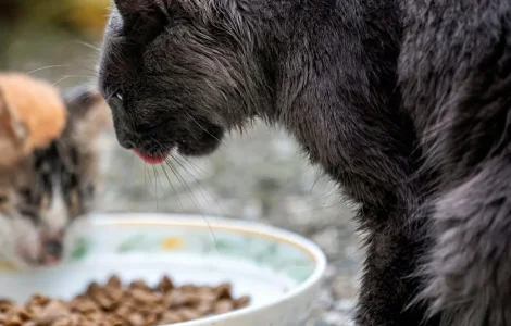 mon chat ne mange plus pourquoi